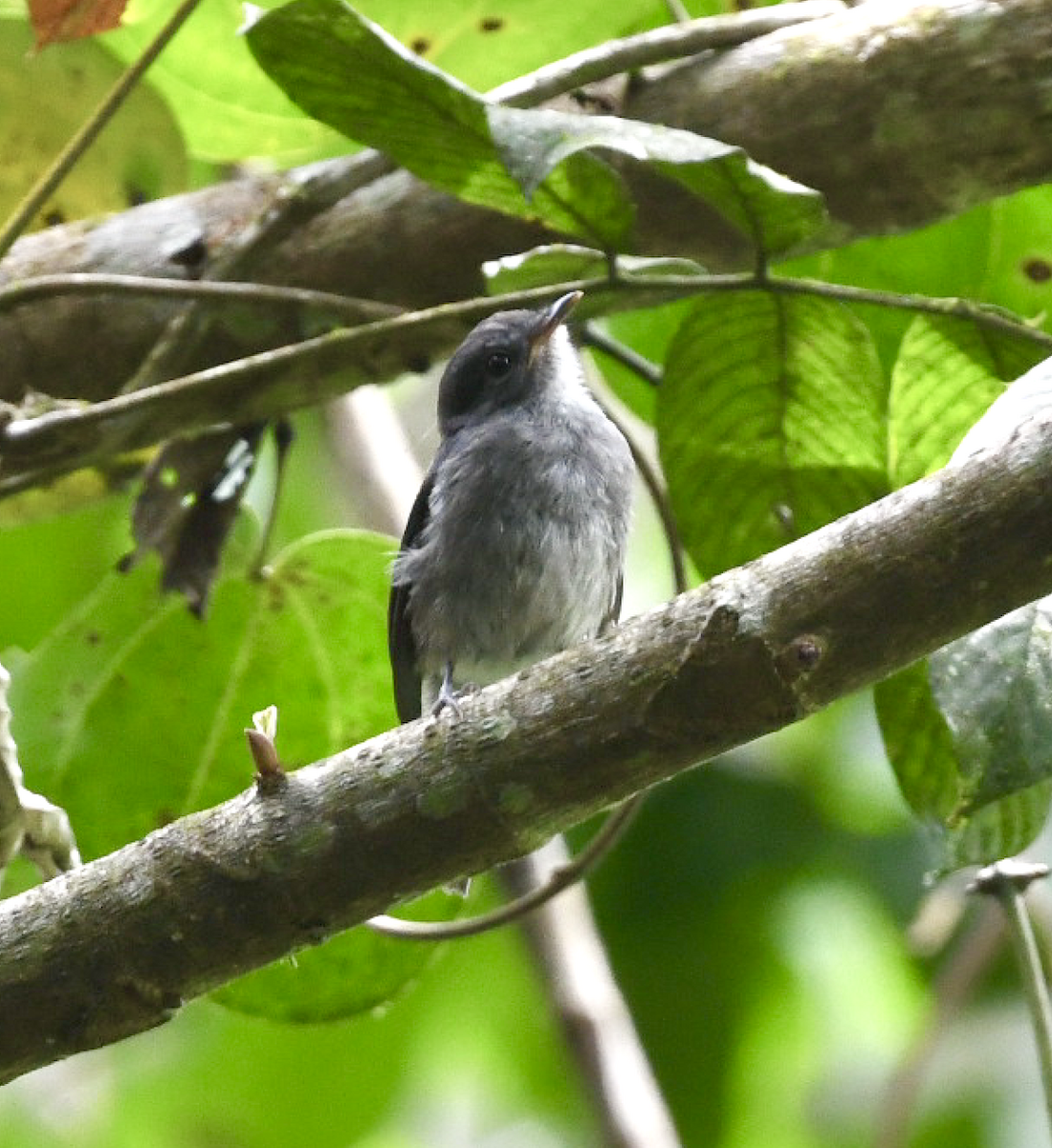 Tessmann's Flycatcher - ML455598381