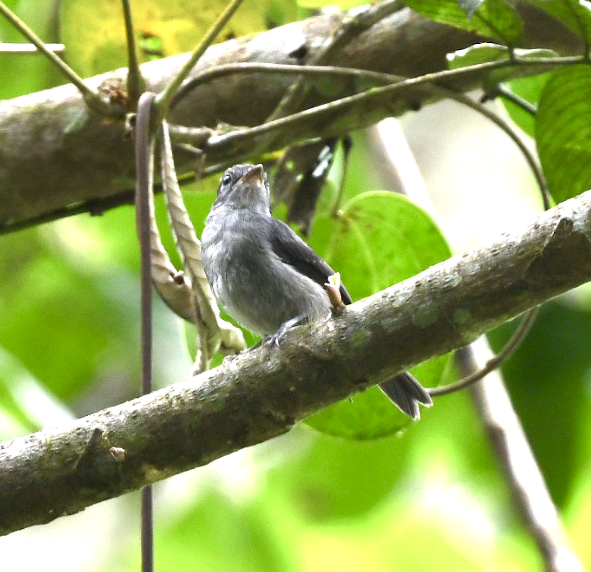 Tessmann's Flycatcher - ML455598391