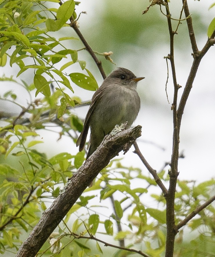 Eastern Wood-Pewee - ML455599351