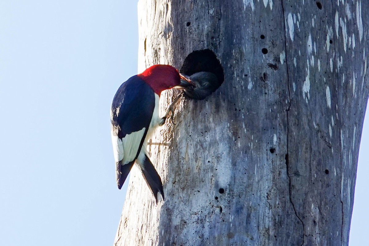 Red-headed Woodpecker - ML455599481