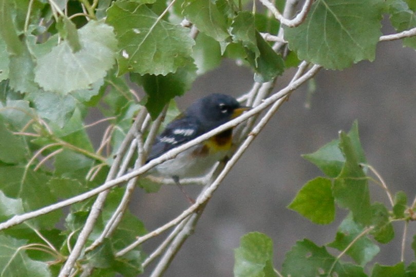 Northern Parula - Justyn Stahl