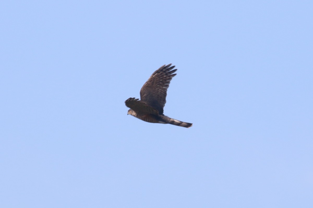 Cooper's Hawk - ML45560271