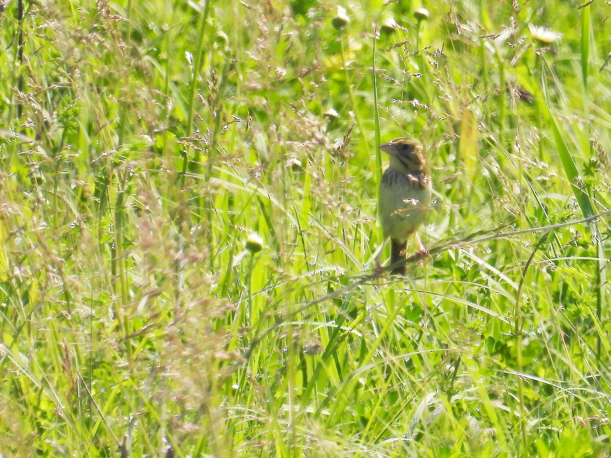 Henslow's Sparrow - ML455603731