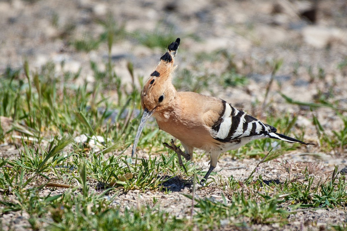 Eurasian Hoopoe (Eurasian) - ML455604561