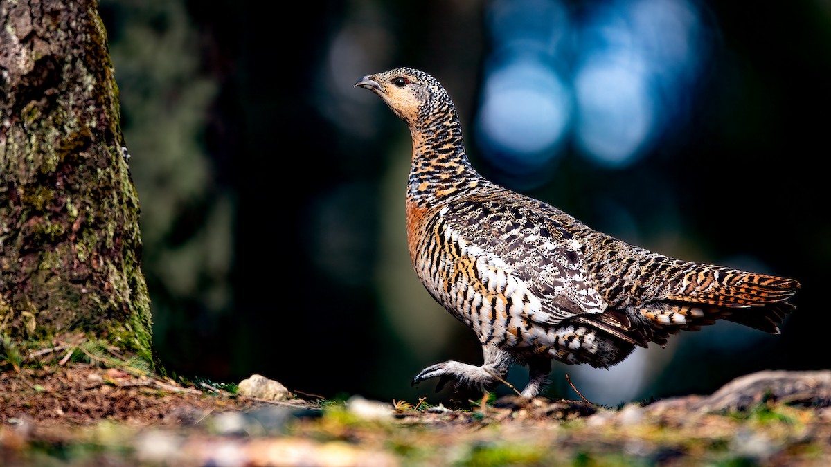 Western Capercaillie - ML455606091