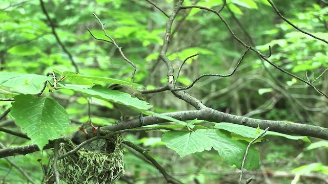 Vireo Ojirrojo - ML455608