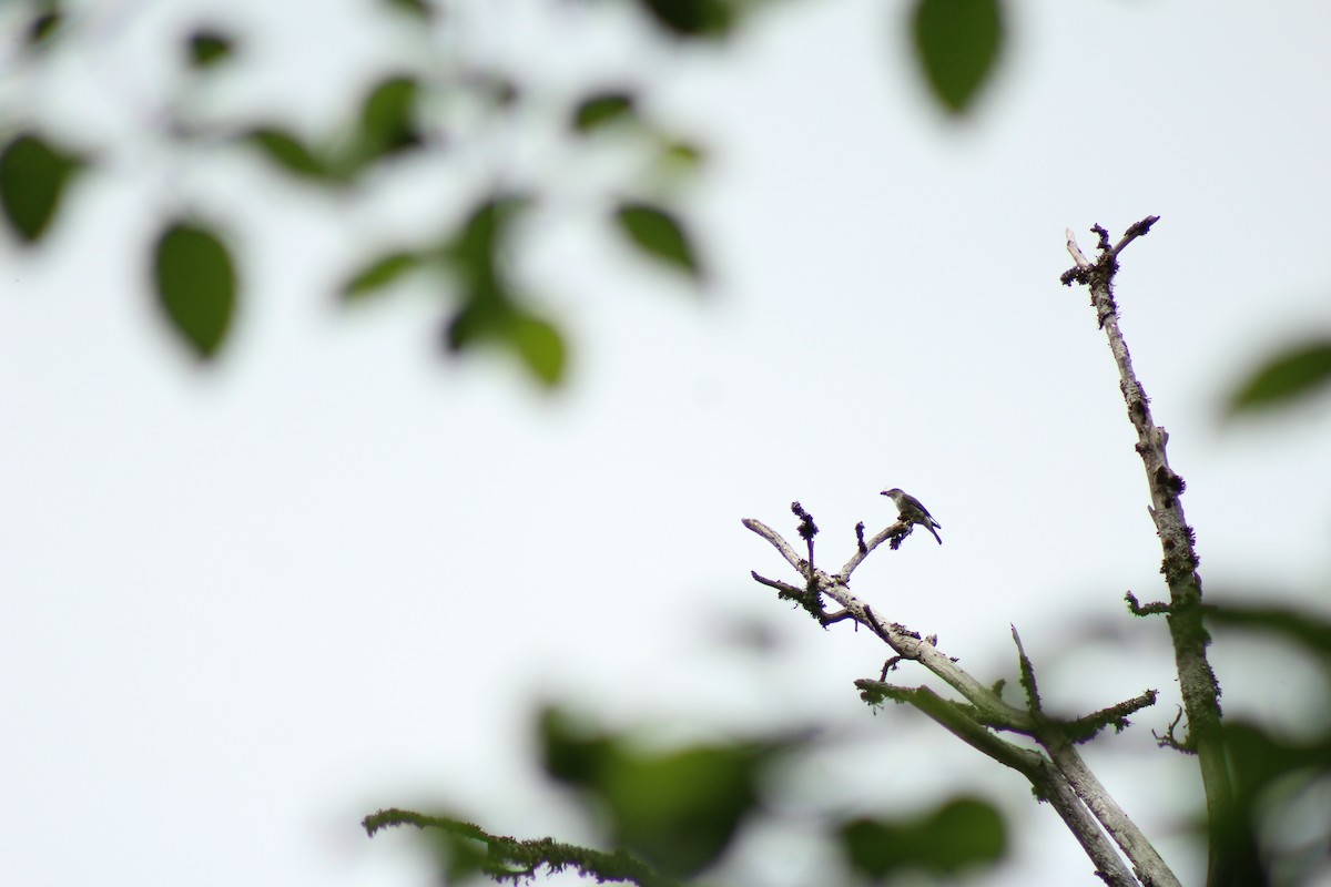 Olive-sided Flycatcher - Curtis Rispin