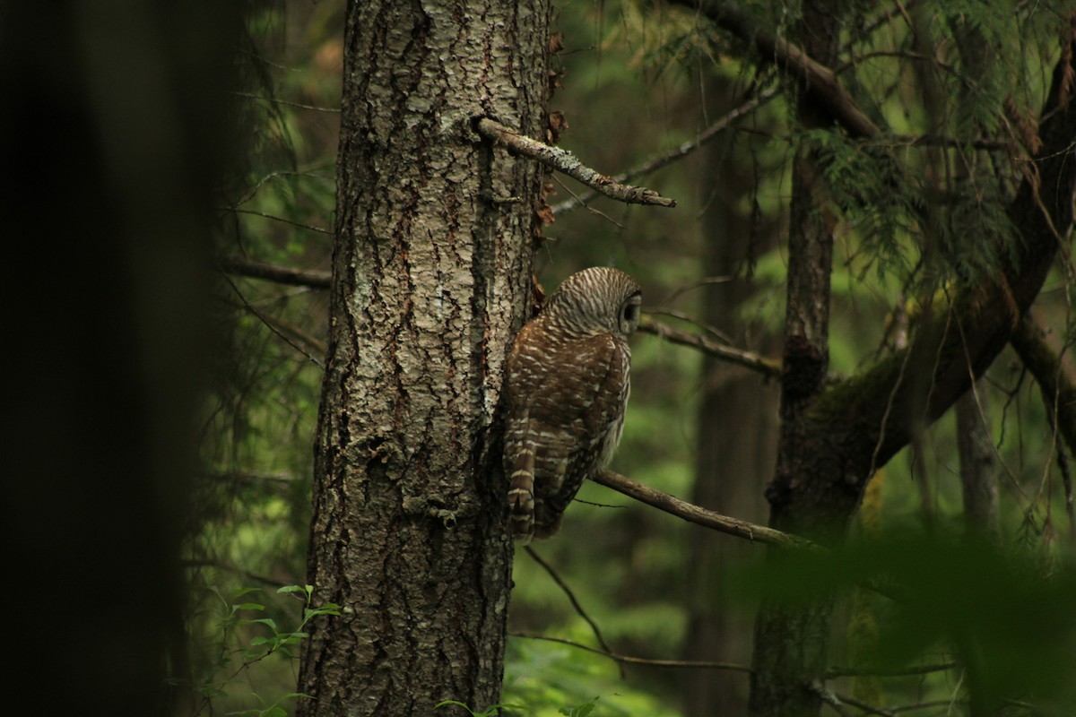 Barred Owl - ML455608551