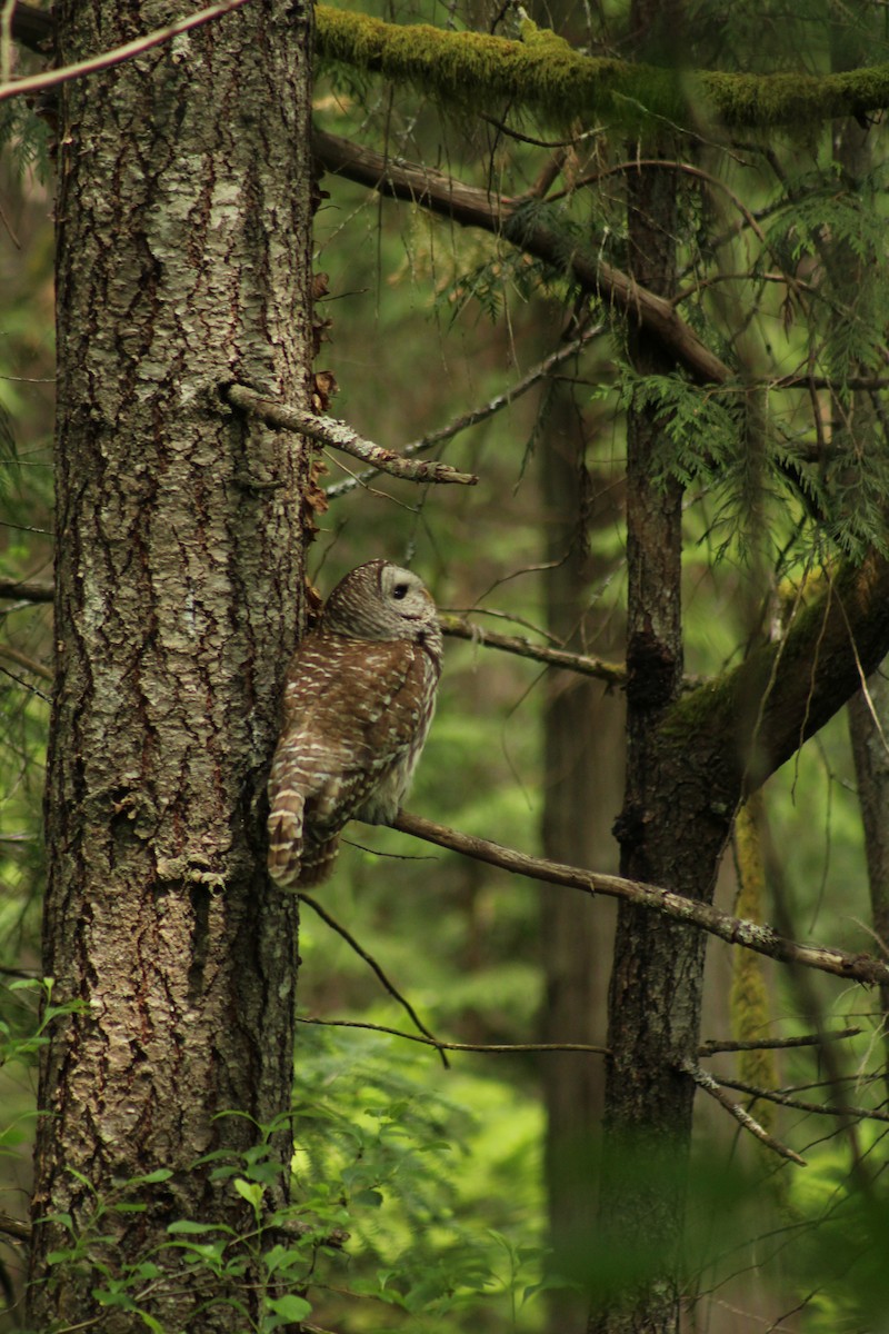 Barred Owl - ML455608641