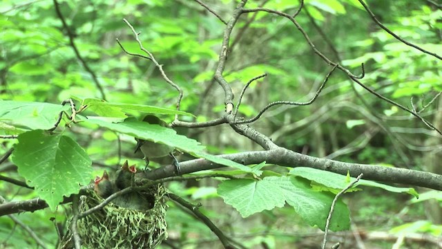 Vireo Ojirrojo - ML455609