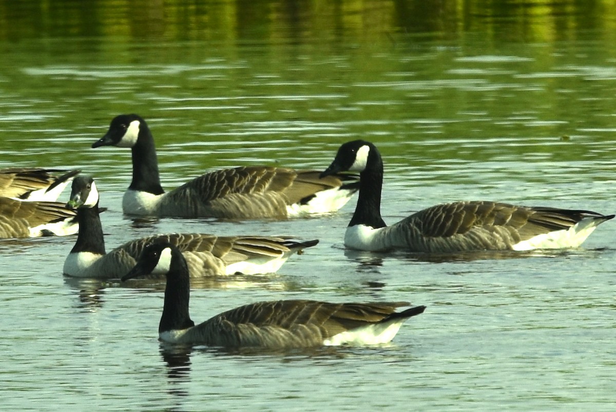 Canada Goose - ML455609801