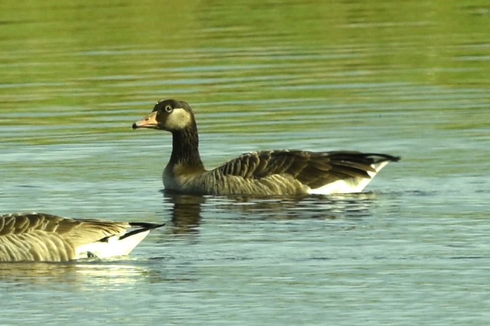 husa velká x berneška velká (hybrid) - ML455609891