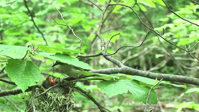 Vireo Ojirrojo - ML455610