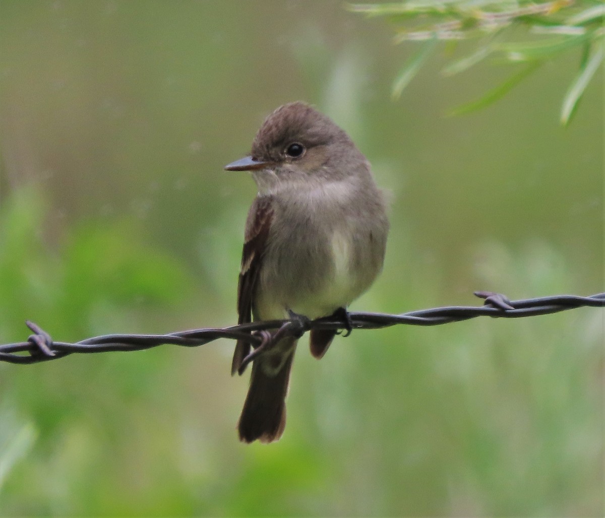 Western Wood-Pewee - ML455610551