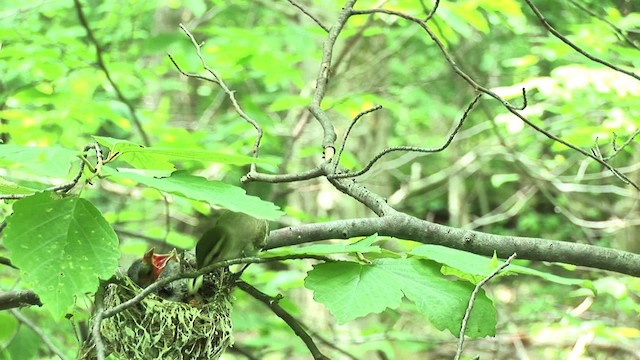 Vireo Ojirrojo - ML455611