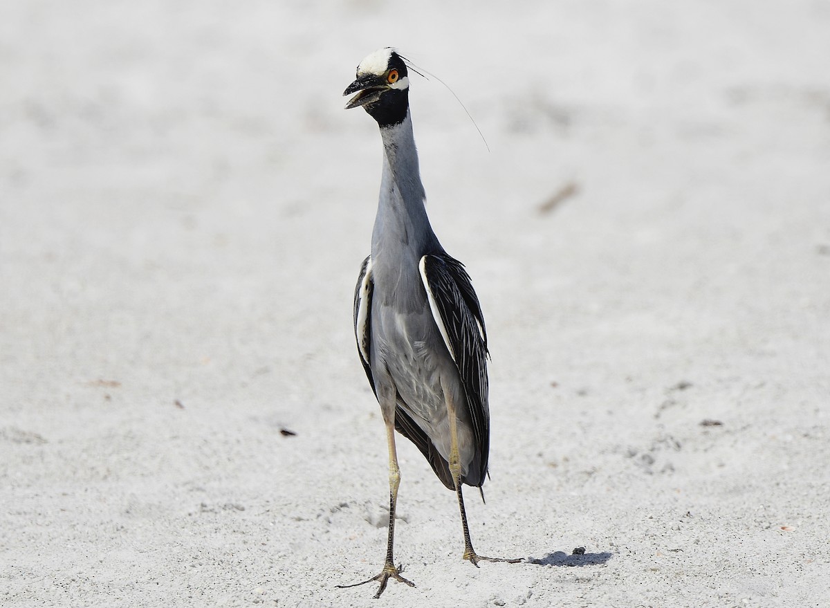 Yellow-crowned Night Heron - ML455611521