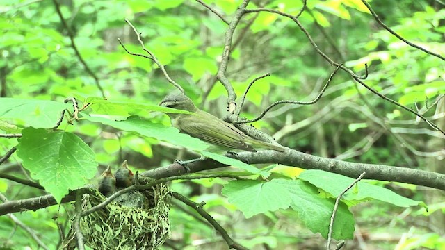 rødøyevireo - ML455612