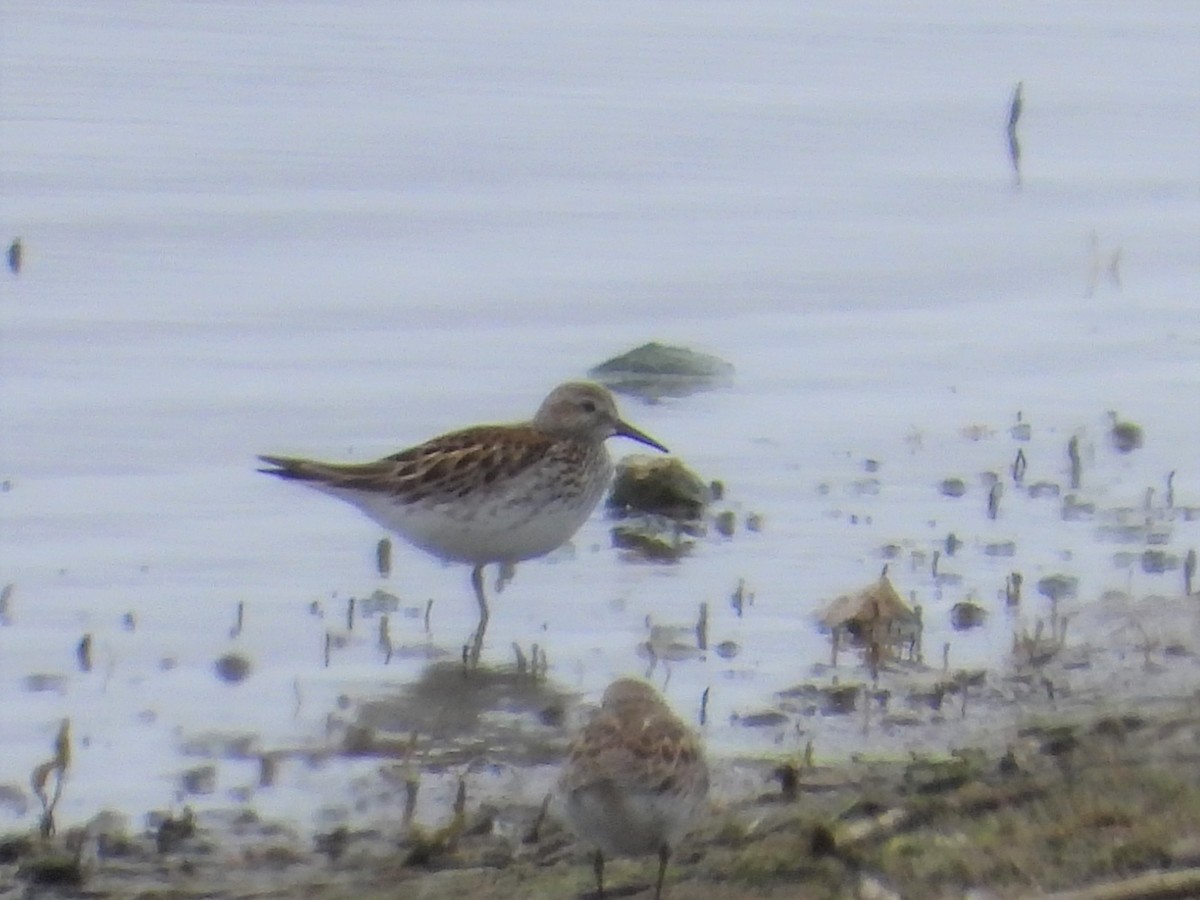 bonapartesnipe - ML455612031