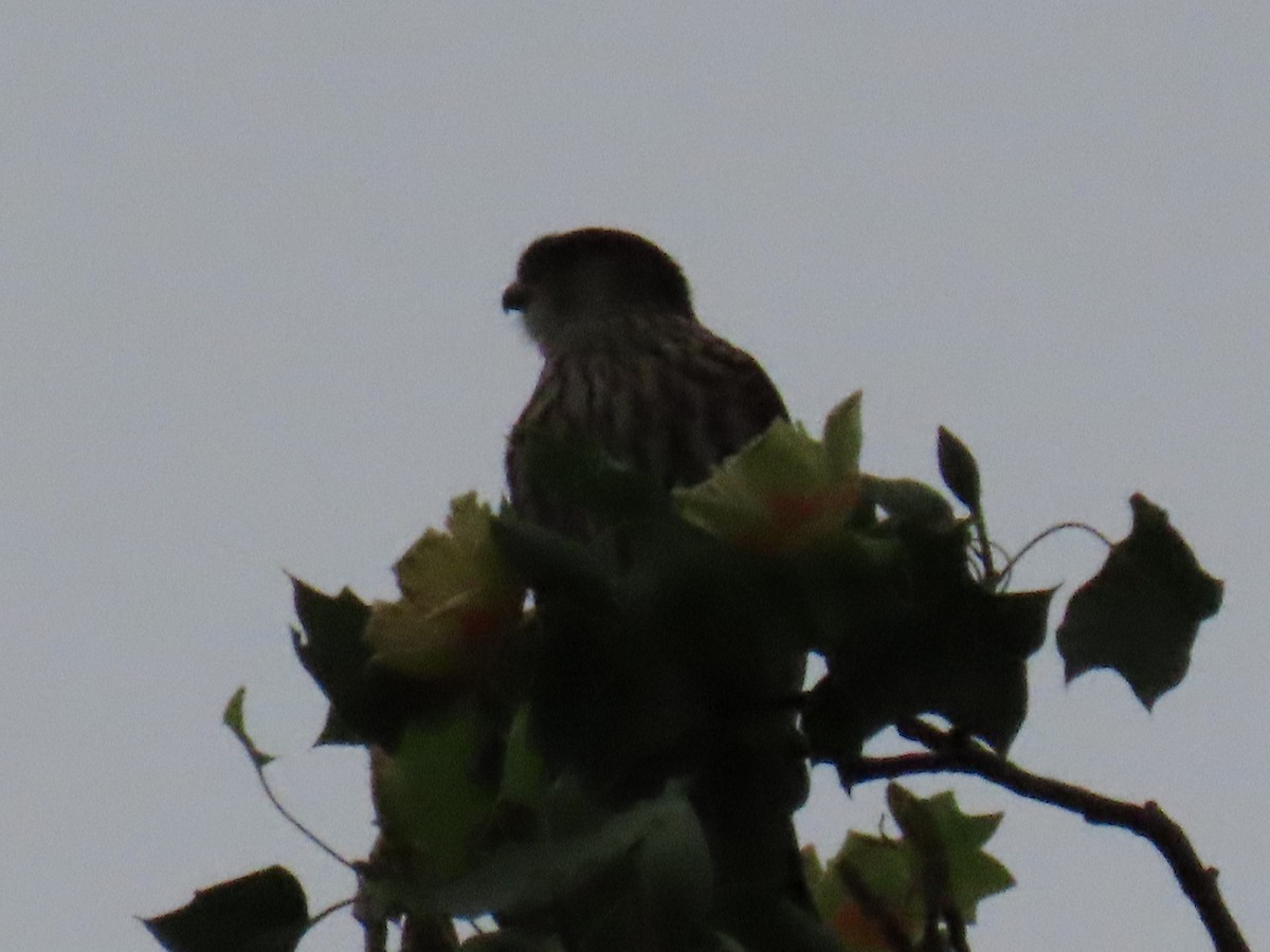 Хайргууна шонхор - ML455612121