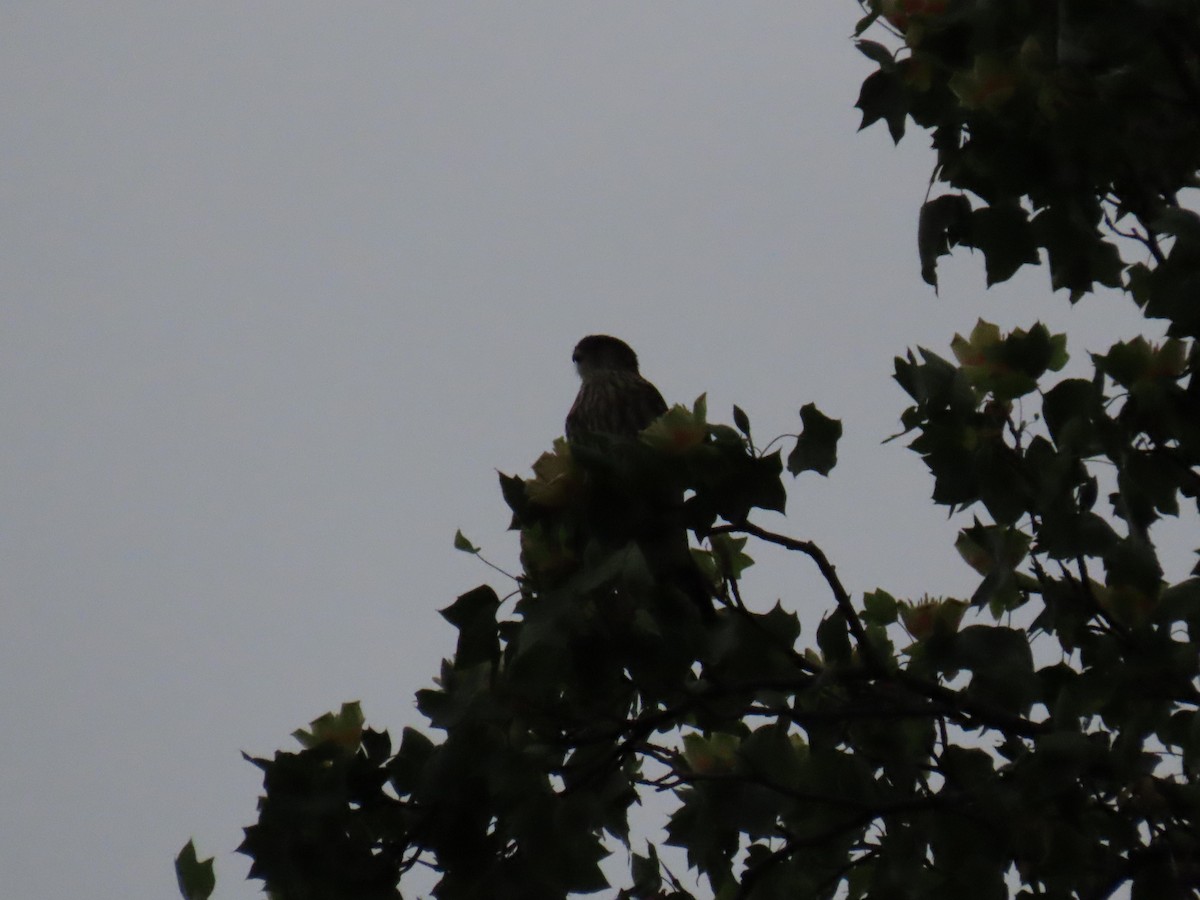 Хайргууна шонхор - ML455612151