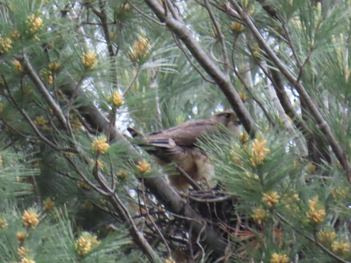 Хайргууна шонхор - ML455612171