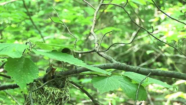 Vireo Ojirrojo - ML455613