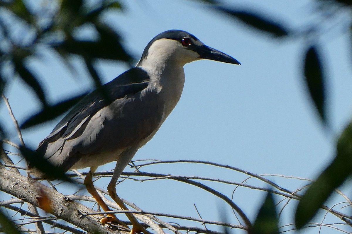 Black-crowned Night Heron - ML455613101