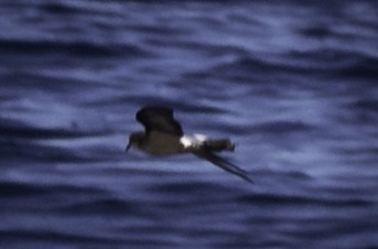 Wilson's Storm-Petrel - ML455613111