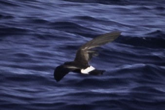 Wilson's Storm-Petrel - ML455613131