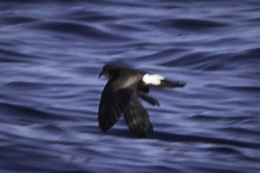 Wilson's Storm-Petrel - ML455613151