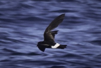 Wilson's Storm-Petrel - ML455613161