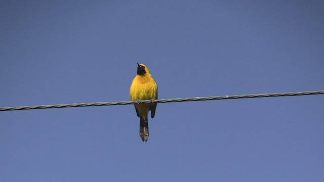 Oriole masqué - ML455613221