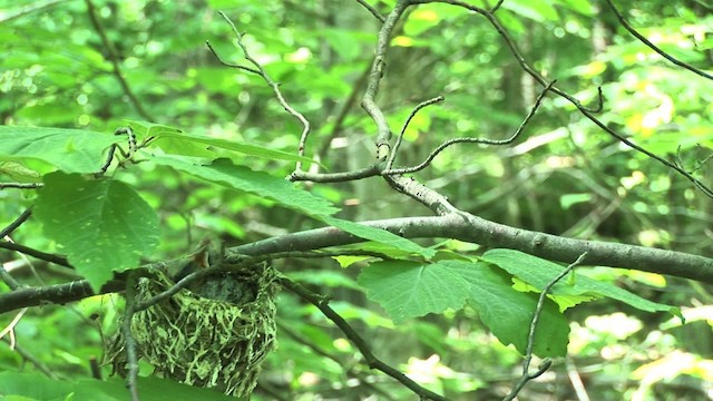 rødøyevireo - ML455614