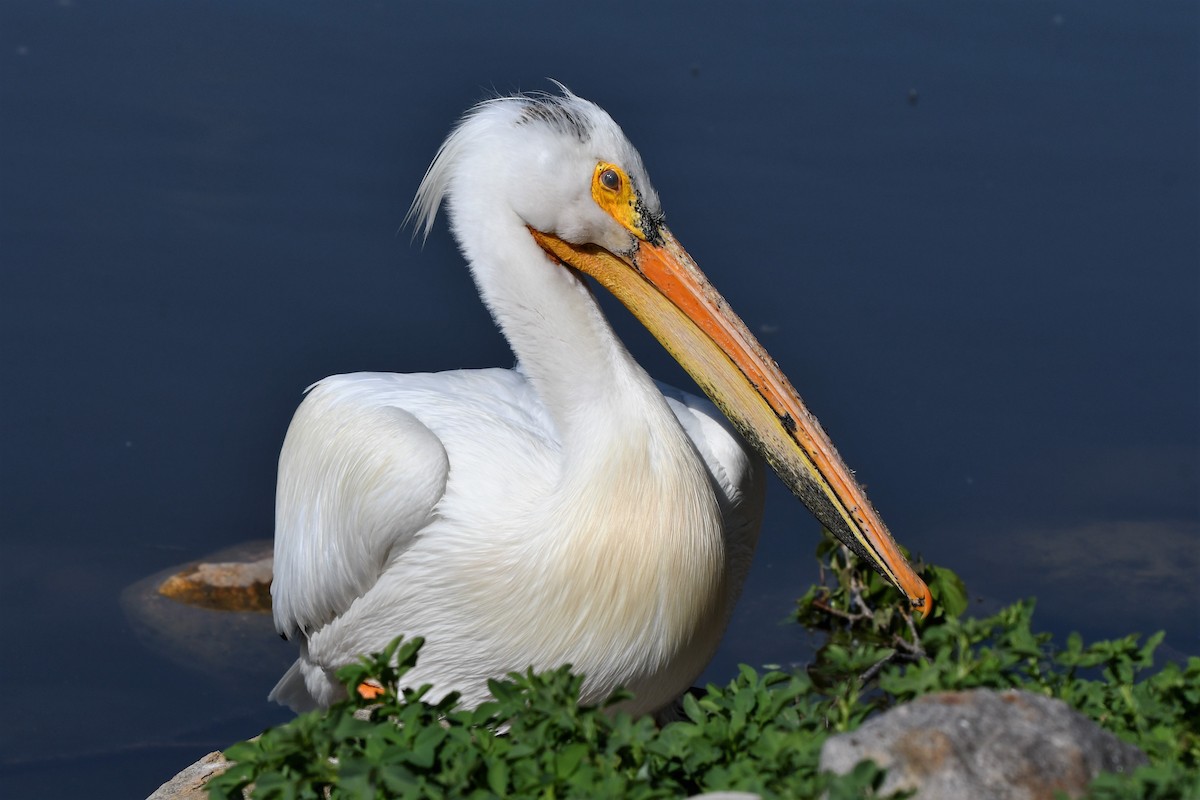 American White Pelican - Gaylene Lazar