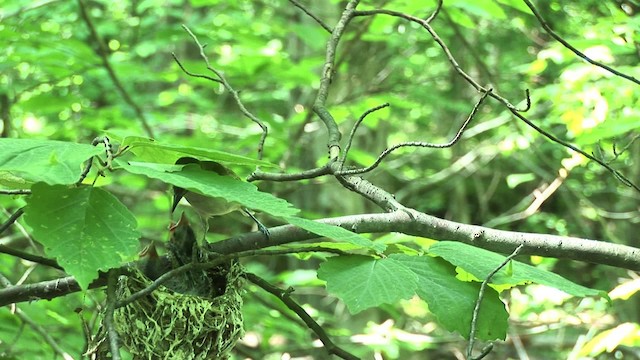 Red-eyed Vireo - ML455615