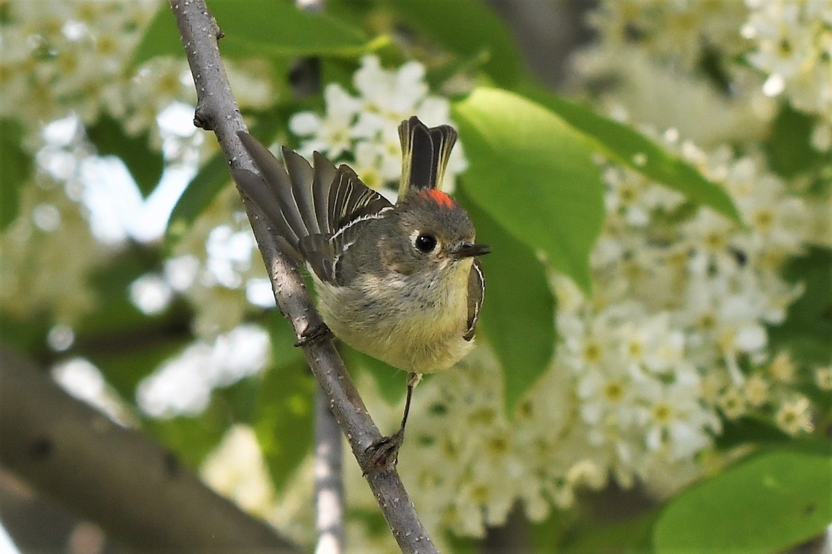 Ruby-crowned Kinglet - ML455615161