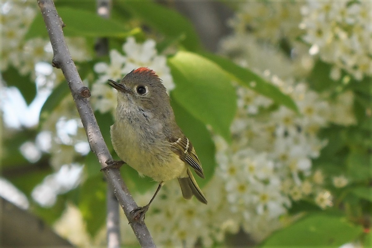 Ruby-crowned Kinglet - ML455615251