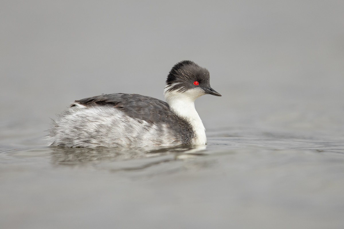 Silvery Grebe - ML455615471