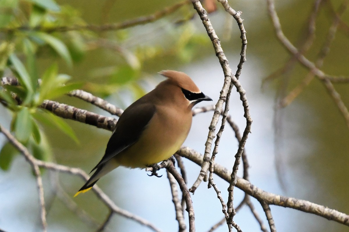 Cedar Waxwing - ML455615581