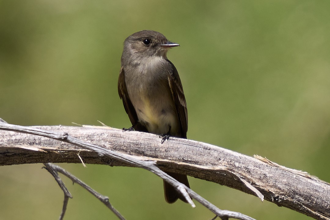 Western Wood-Pewee - ML455615621