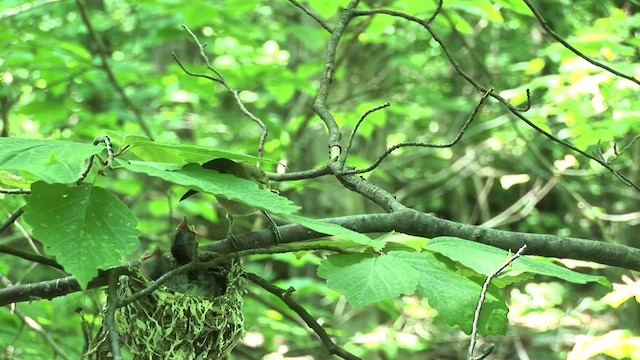 Red-eyed Vireo - ML455616