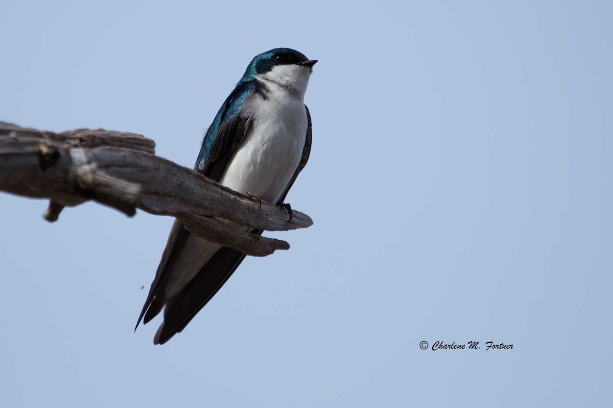 Tree Swallow - Charlene Fortner