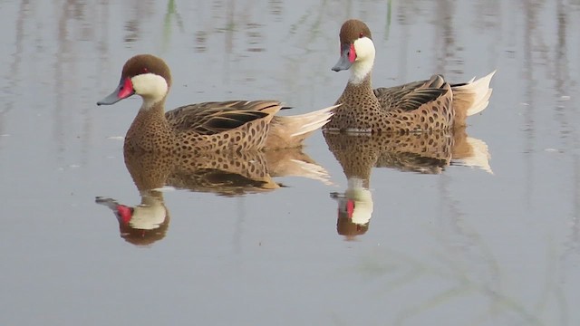 White-cheeked Pintail - ML455618471