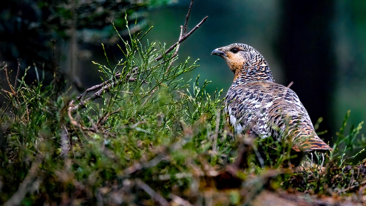 Western Capercaillie - ML455618751