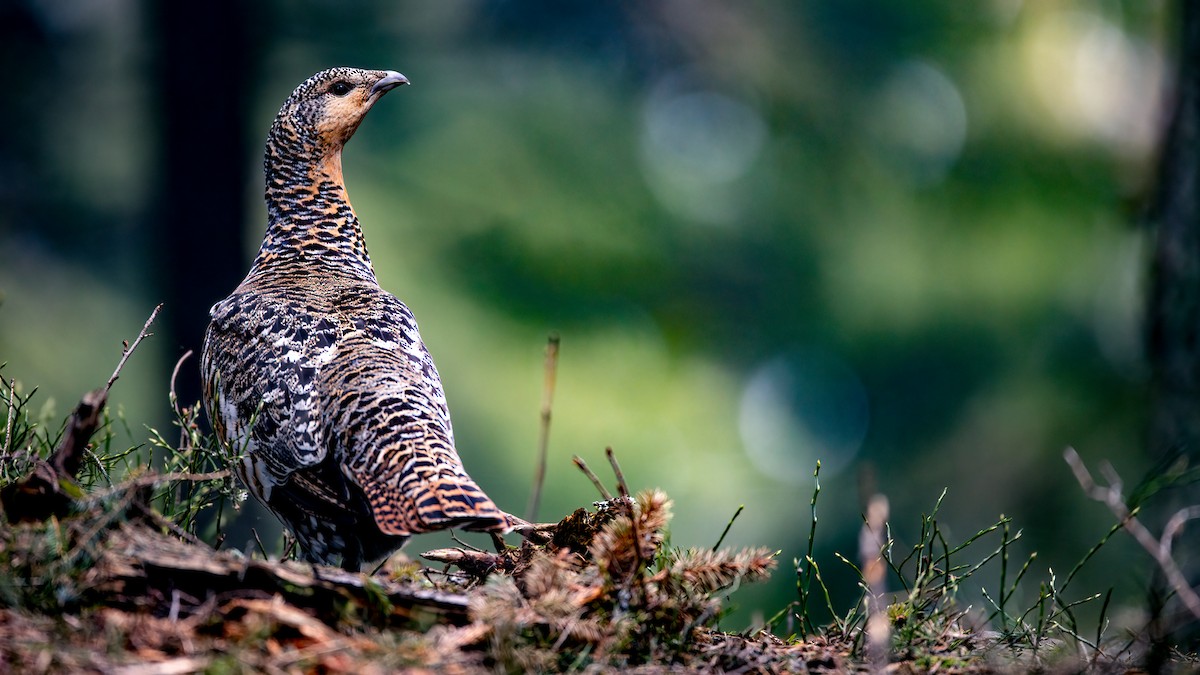 Western Capercaillie - ML455619121