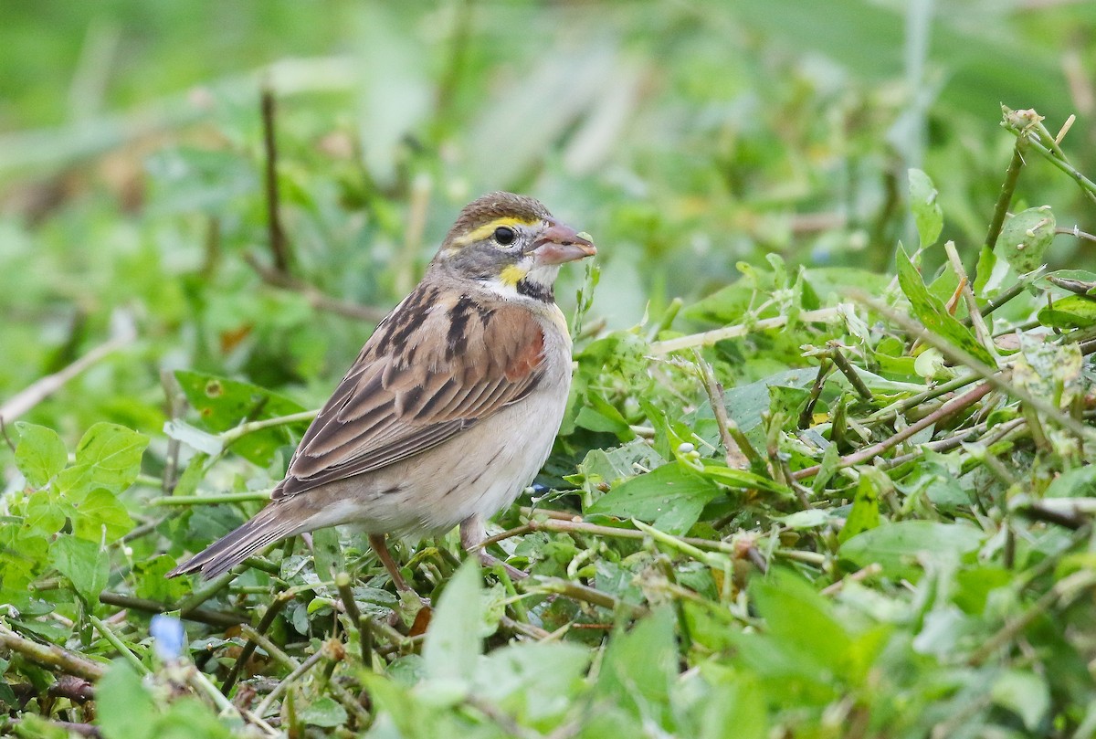 Dickcissel - Carlos Sanchez