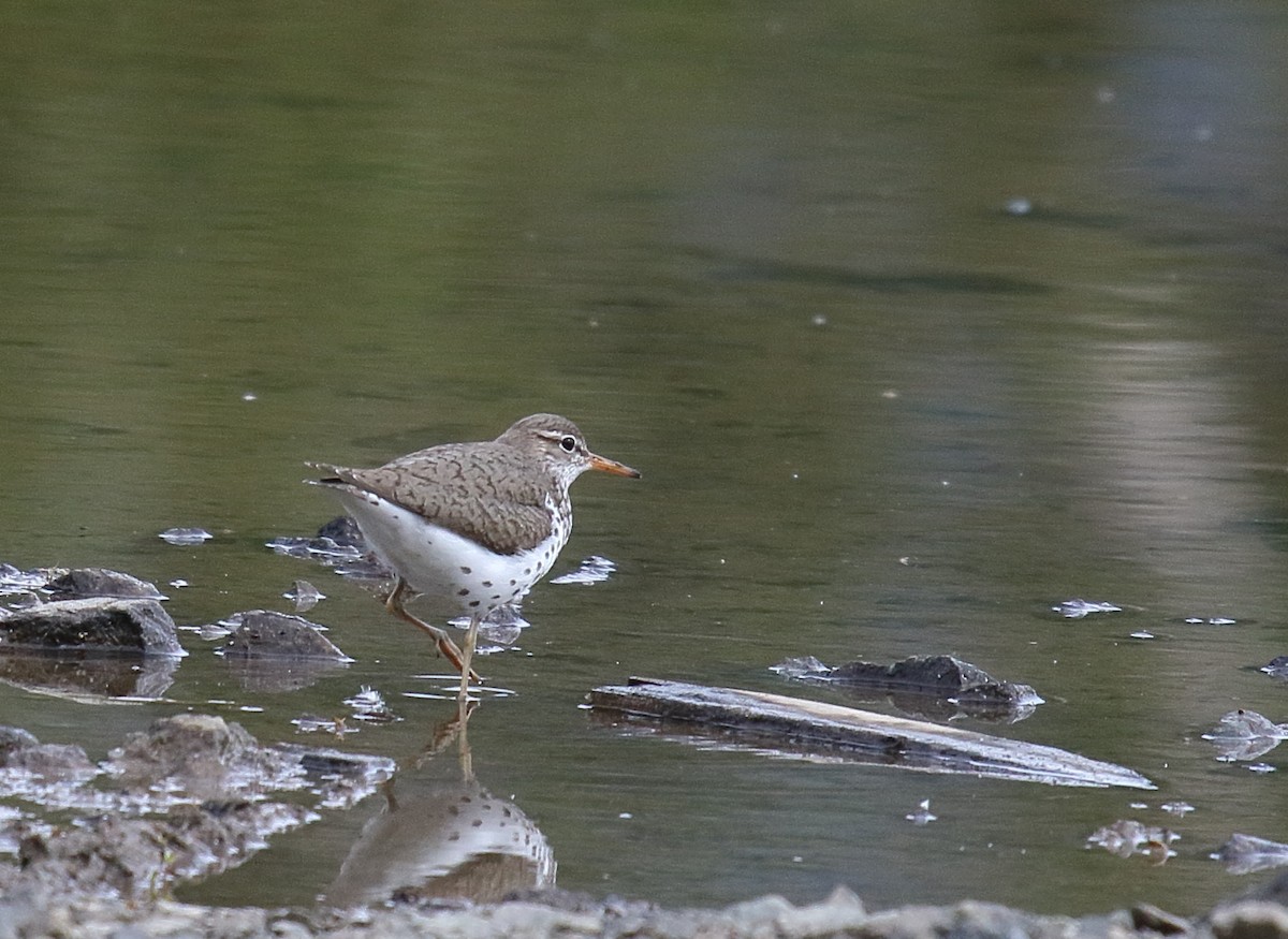 Spotted Sandpiper - ML455620281