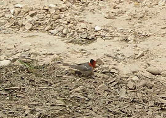 Red-faced Warbler - aaron evans