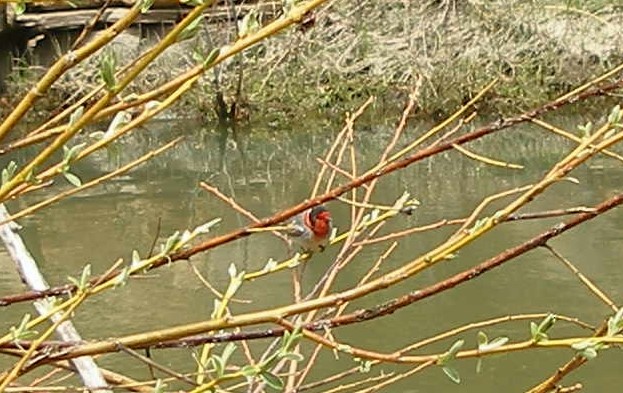 Red-faced Warbler - aaron evans