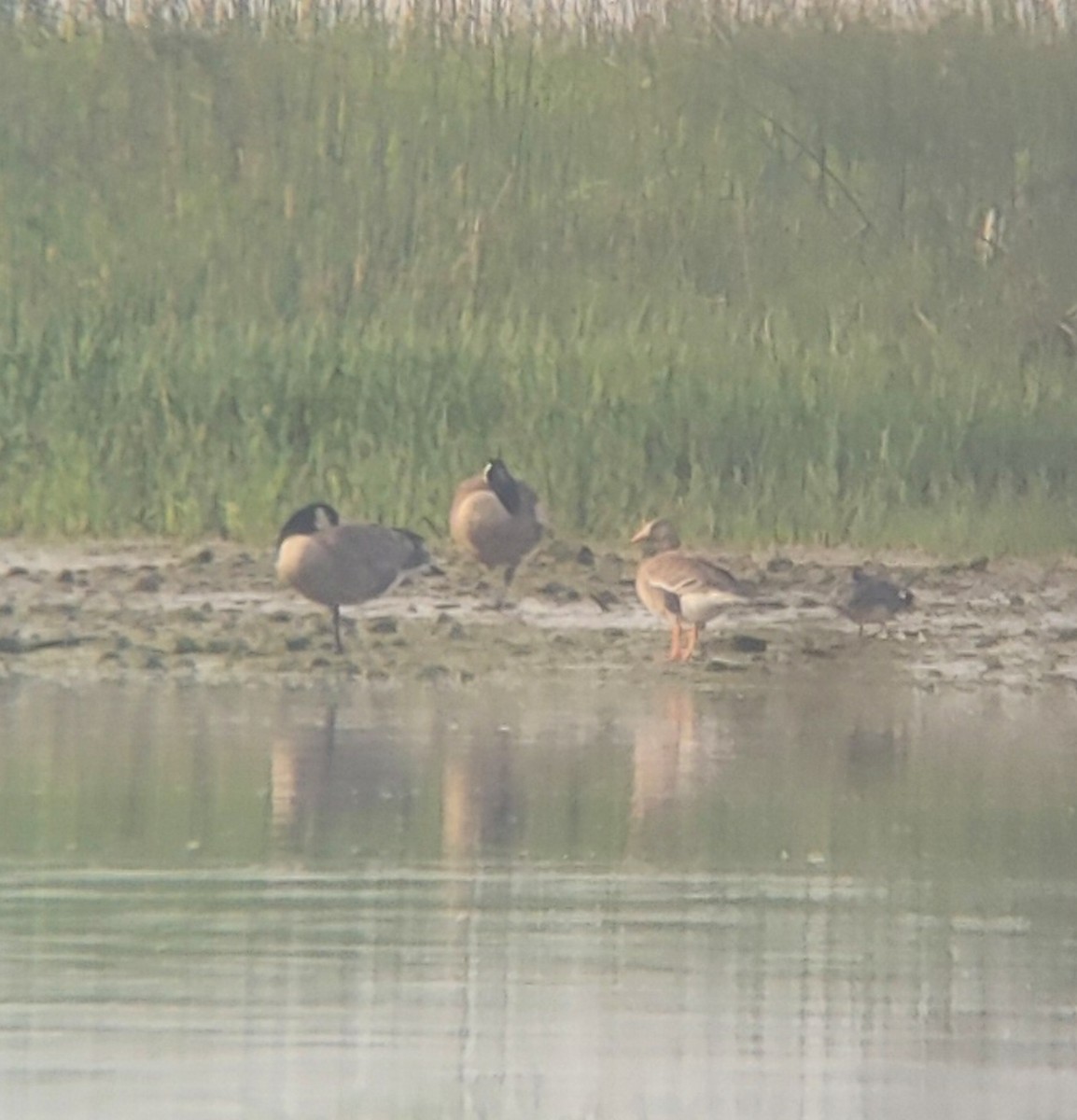 Greater White-fronted Goose - ML455621371